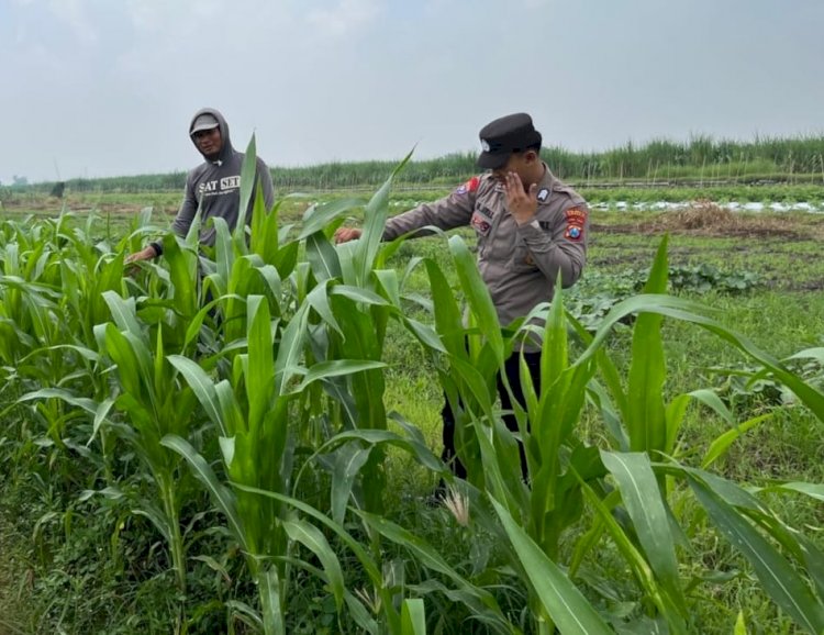 Tanaman Jagung di Desa Gading Siap Panen, Polisi dan Petani Lakukan Peninjauan Ketahanan Pangan Bergizi